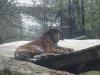 2011040701152478_k-Zoo 176.jpg